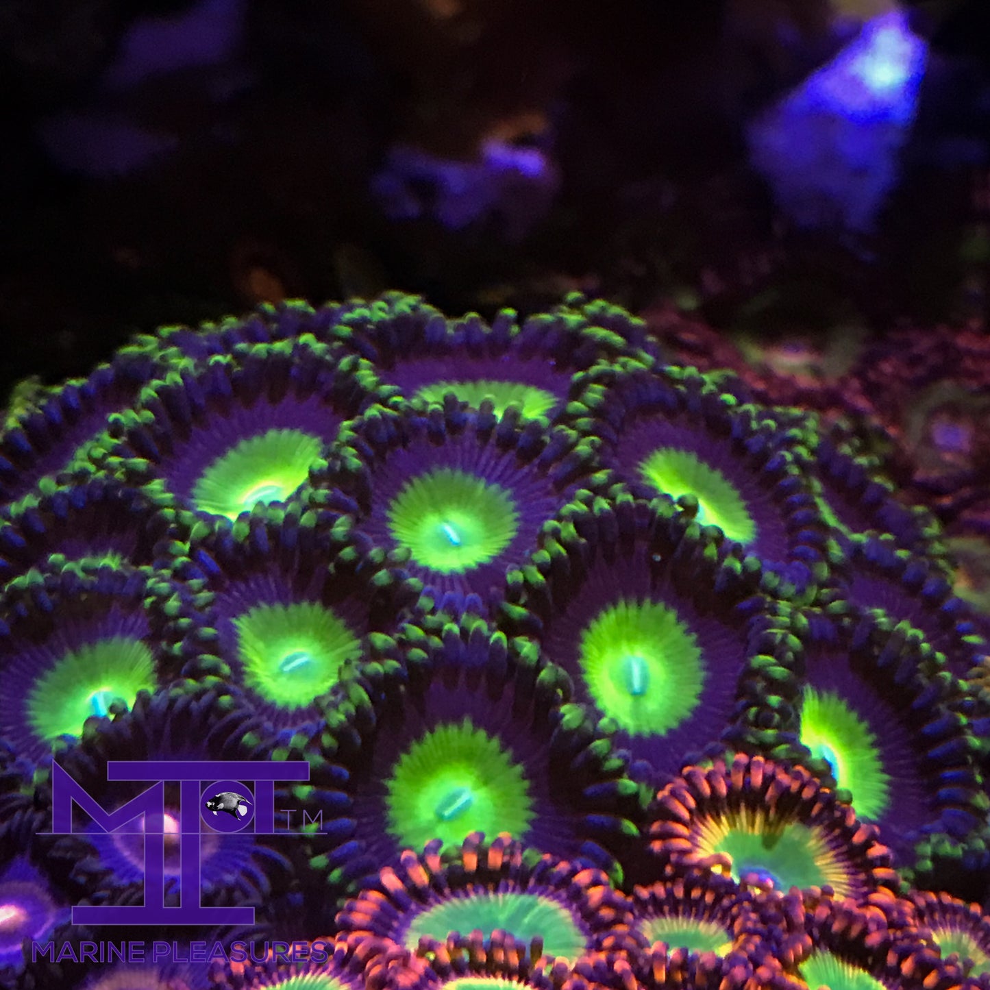 Rainbow Goblin Zoanthids - (1 Polyp)