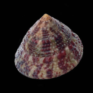 Trochus Snail - (Large)